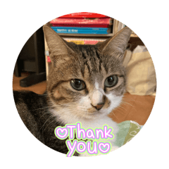 happy Friday CAT stamp