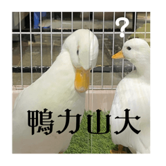 呱呱家之不許你胡說