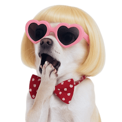 金色鮑伯頭吉娃娃 (NT)