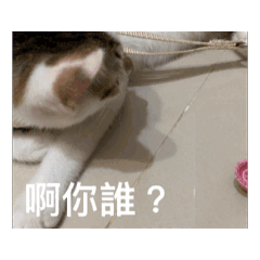 琪琪的小可愛們！