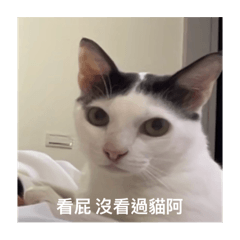 奇蹟是隻臭臉貓