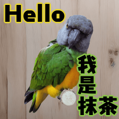 My cute parrot 2025