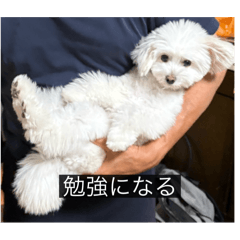 Sumire Udagawa_20250822203053