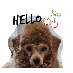 かわちいすぎるうちのやつら