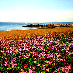 coast flowers