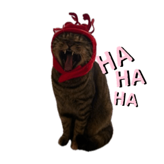 nekosan_20250823183259