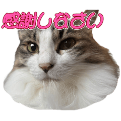 Princess Cat_20250824210807