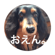 Dog/Okayama