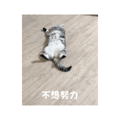 慵懶小貓 1