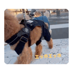 YAMA_20250825102504