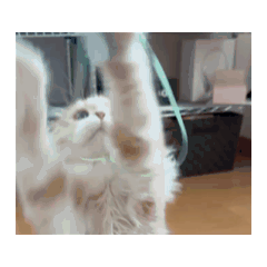 Moving KOHAZAEMON