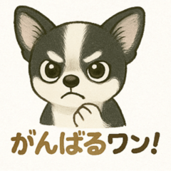 Cute Three Chihuahuas Stickers