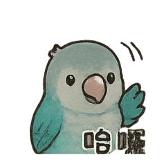 和尚鸚鵡_阿呱