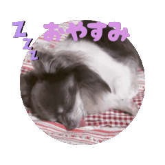 奇瓦瓦狗Dada①