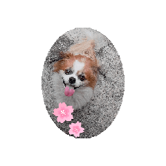 Wallaya Tim_20250825094438