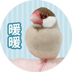 暖茶文鳥町 ( 暖暖 真成鳥篇 )