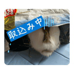 emu_20250825144306