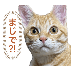 kinako_20250825203554