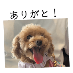 Mogu the toy poodle