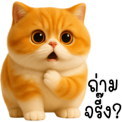 แมวส้ม น่ารักและกวนๆ2
