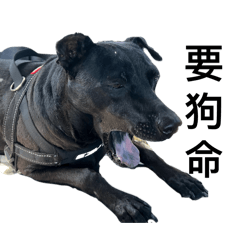 快樂小黑第三彈