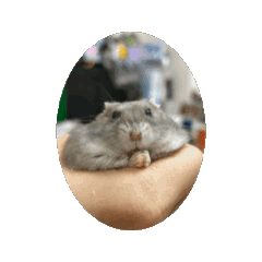 鼠餅第一代