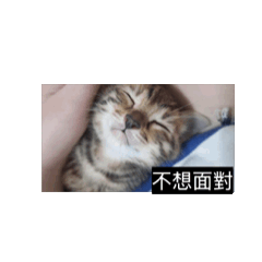 我家的的動物