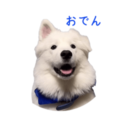 smilesamoyed