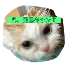 kaho_20250825134134