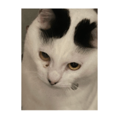 nekosan_20250825014037