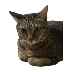 葉惠美在劫難逃vol.3a