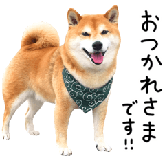 Shiba Inu Wish_2
