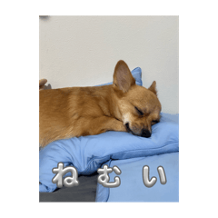 POTATO_20250826121633