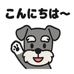 Daily Life with a Lovely Schnauzer