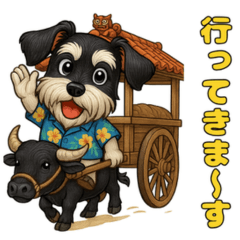 真夏のシュナウザー