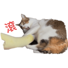 麻吉吉的表情包