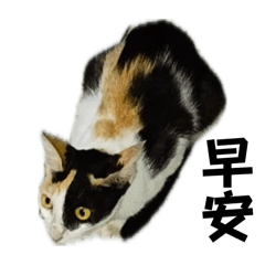 我家門前有花貓