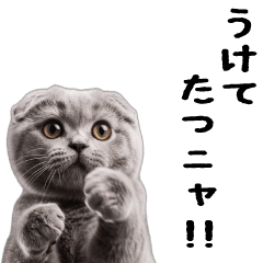 Moving Scottish Fold