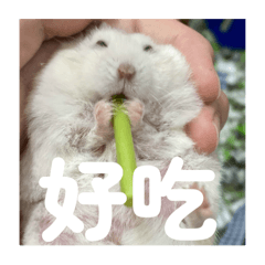 琪琪的小布丁