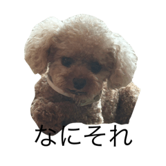 carrot_20250825071329