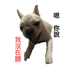 小狗大全日常用語