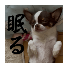 koto_20250826230906