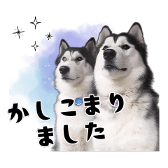 Siberian Huskies Rock and Ice