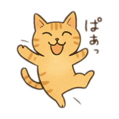 brown brown tiger cat2