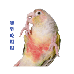 Pineapple Conure Parrot (Mango daily)