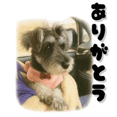 Cute Mini Schnauzer Girl Mocos Life