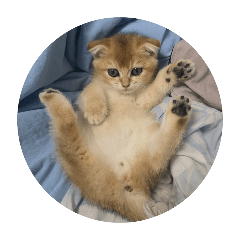 Sabo The Cat 1