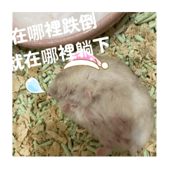 琪琪的小布丁2