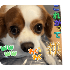 Lemon_20250827092757