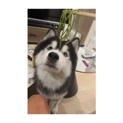 阿白菈
